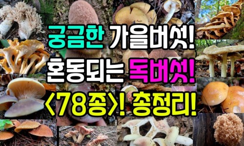 大麦草治什么病最好-权威大麦草长什么样子图片平台,分享专业大麦草图片叶片带刺的植物知识_大麦草的作用与功效标本网